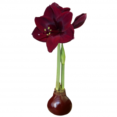 Burgundy Waxed Black Pearl Amaryllis Bulb Size 28/32